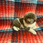 AKC Newfie Puppies<br/>9 of 11 AKC Newfoundland Puppies