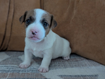 Jack Russell Terrier <br/>Purebred Jack Russell Terrier