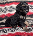 Bernedoodle Puppies (F1B)