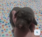 Dog<br/>Standard poodles puppies