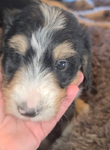 puppy<br/>Registered Standard Bernedoodles