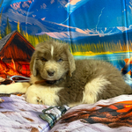 AKC Newfie Puppies<br/>5 of 11 AKC Newfoundland Puppies