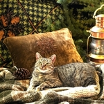 *Manx Kitty*