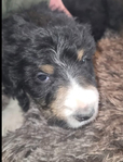 puppy<br/>Registered Standard Bernedoodles