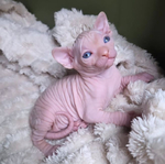 Gorgeous Sphynx Kittens – Home Raised & Well Socialized<br/>Gorgeous Sphynx Kittens – Home Raised & Well Socialized