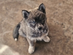 AKC Siberian Husky Puppies