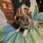 AKC Newfie Puppies<br/>9 of 11 AKC Newfoundland Puppies