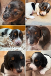 DNA tested Long Haired Dapple & Piebald Pups fully Registered AKC Dachshunds.<br/>3 WEEK OLD DACHSHUND PUPS!