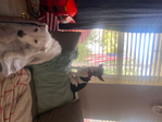 Jack Russel Terrier<br/>Jack Jacks