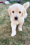 Goldendoodle<br/>Goldendoodle Puppies