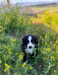 Bernedoodle Mountain Puppies!<br/>Our beautiful Bernedoodle Puppies will be ready to go home to their forever families the week of July Fourth!