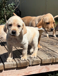 Golden/Lab Puppies<br/>Goldador Puppies!