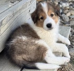 Scottish Collie<br/>Healthy and Friendly Scottish Collie Puppies Ready April 22!