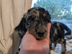 puppy<br/>F1 Standard Bernedoodle