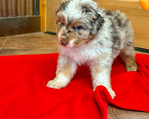 Puppies<br/>For Sale
Australian Shepherd