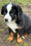 Miniature Australian Shepard<br/>PUPPIES!!!!