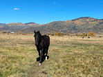Horse Boarding<br/>Are you looking for affordable horse boarding in SBS? Do you have more time than money?