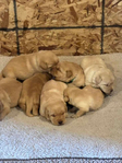 AKC Purebred Labrador Retriever puppies for sale<br/>Male and female yellow and red fox puppies available.