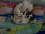 JACK JACKS, JRT's, JACK RUSSELL TERRIER<br/>JACK JACKS, JRT's, JACK RUSSELL TERRIER Registered Pure breed Puppies Born Sept 8th