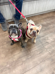 French Bulldog Puppies<br/>French Bulldog Puppies
