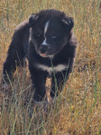 Siberian Husky Puppies