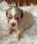 Miniature Australian Shepard Puppies<br/>Pure Bred ASDR Registered