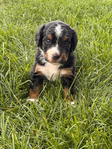 Puppies<br/>Micro Mini Bernedoodles and Corgipoo