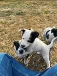 Puppies - Aussie/Border Collie/Cattle Dog/Brittany<br/>Fully Socialized, well-loved farm and family dogs