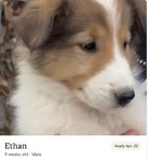 Scottish Collie<br/>Last Few Wonderful Scottish Collie Puppies!