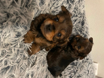 Companion puppies: Akc Youkie Mix<br/>Christmas puppies ready Jan 8