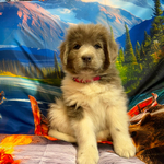 AKC Gray Newfoundland<br/>AKC Newfie Puppy - Pink - Female (Nippet)