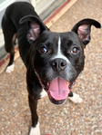 Bishop- a Boxer Mix<br/>Saved from Euthanasia- Needs a Home!