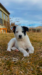 Puppies - Aussie/Border Collie/Cattle Dog/Brittany<br/>Fully Socialized, well-loved farm and family dogs