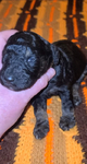 Standard Poodle<br/>AKC Standard Poodle puppies