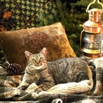 *Manx Kitty*