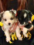Toy Australian Shepherd<br/>Toy Australian Shepherd Puppies