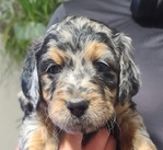 puppy<br/>F1 Standard Bernedoodle