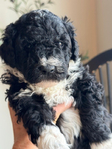Sheepadoodle F1b<br/>F1b Sheepadoodle Puppies For Sale