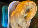 Ball Pythons<br/>Ball python babies and sub adult