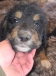 puppy<br/>Registered Standard Bernedoodles