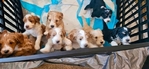 Dog<br/>8 stunning Golden Mtn. Doodle puppies for sale