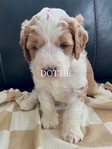Dog<br/>8 stunning Golden Mtn. Doodle puppies for sale