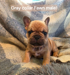 French Bulldog<br/>French Bulldog AKC