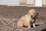Purebred Golden Retreiver<br/>Registered Golden Retreiver Puppies﻿