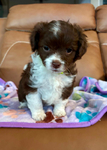 Aussie-Doodle puppies<br/>Sweet Aussie Doodle puppies for sale