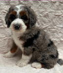 Bernedoodle Puppies<br/>READY NOW & FOR CHRISTMAS