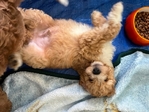 Dog<br/>8 stunning Golden Mtn. Doodle puppies for sale