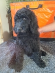 puppy<br/>AKC Standard Poodle