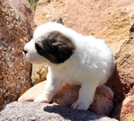 Great Bernese Puppy<br/>Last Female of Litter Ready for Forever Home