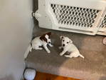 JACK JACKS, JRT's, JACK RUSSELL TERRIER<br/>JACK JACKS, JRT's, JACK RUSSELL TERRIER Registered Pure breed Puppies Born Sept 8th
